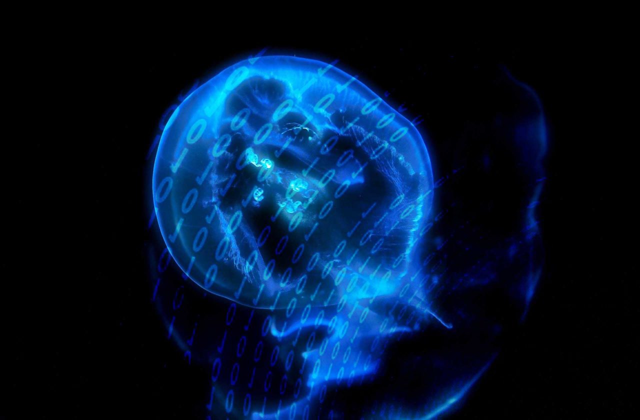 Blob malicieux dans BDD WORDPRESS